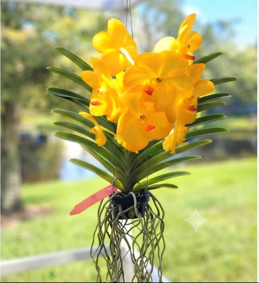 Vanda-Ascda. Tri Star Gold