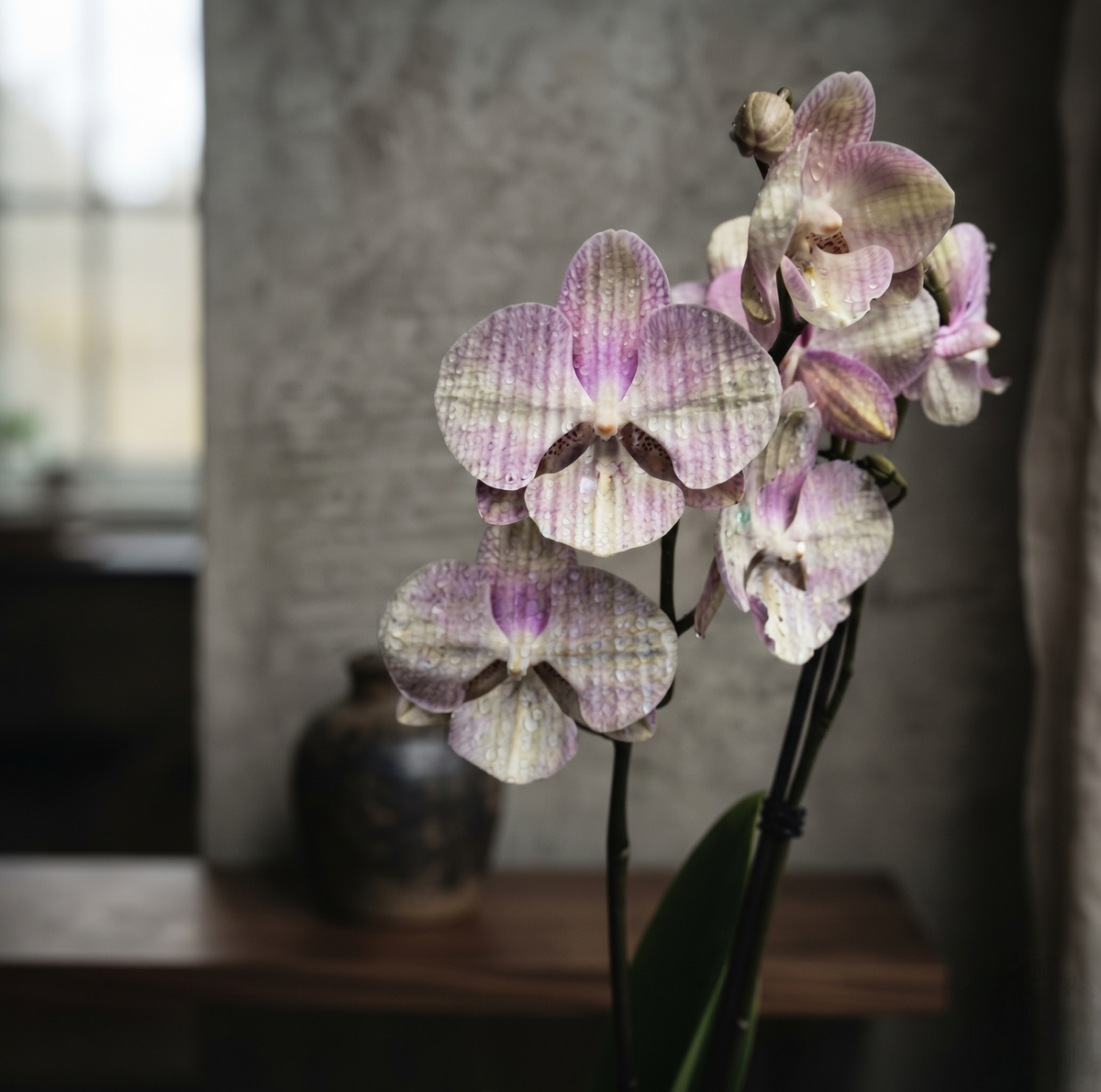 Phal Venetian Carnival