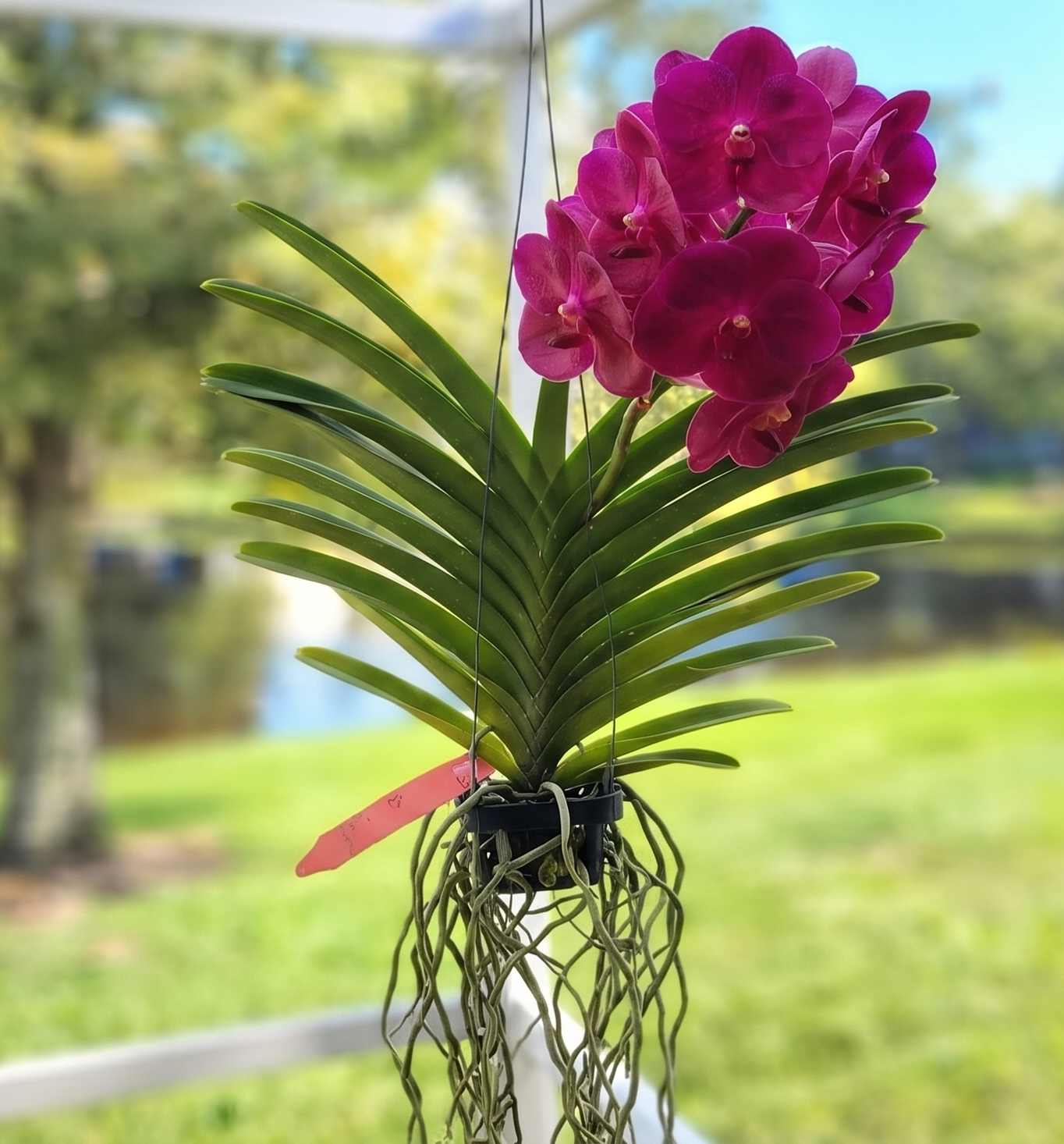 Vanda-Dr.Anek x Sunray