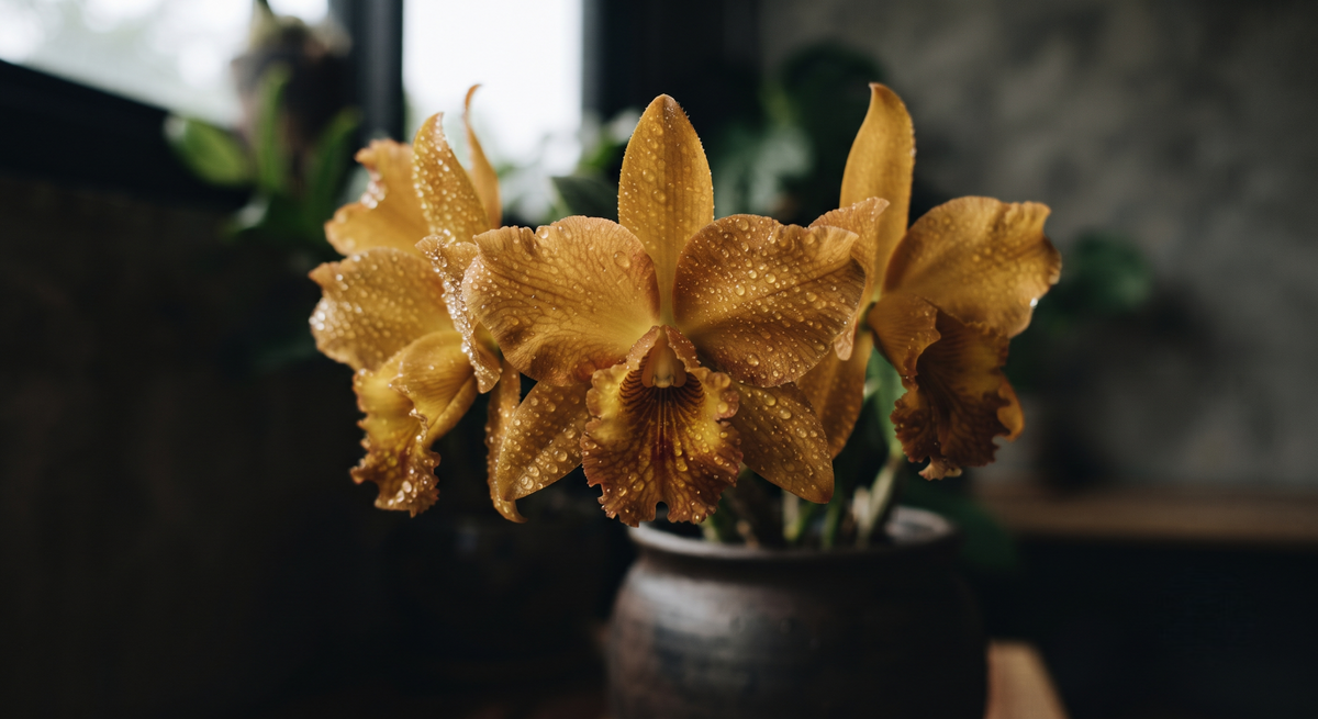 Rth. River Kwai Bridge= Rth. Nell Hammer x Little Fairy