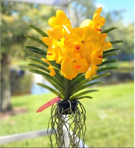 Vanda-Ascda. Tri Star Gold