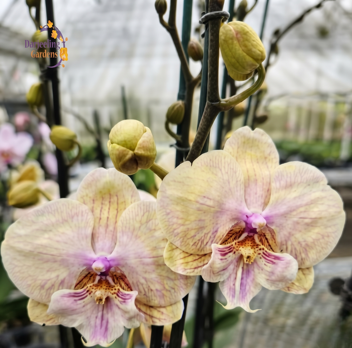 Phal Lianher Rainbow