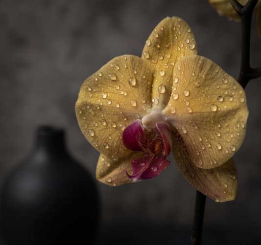 Phal Younghome Golden