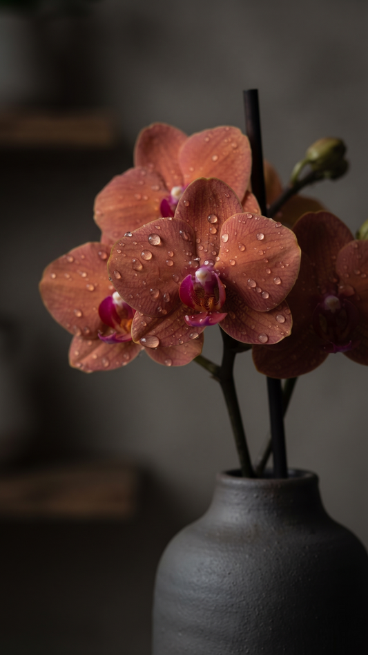Phal Lianher Orange