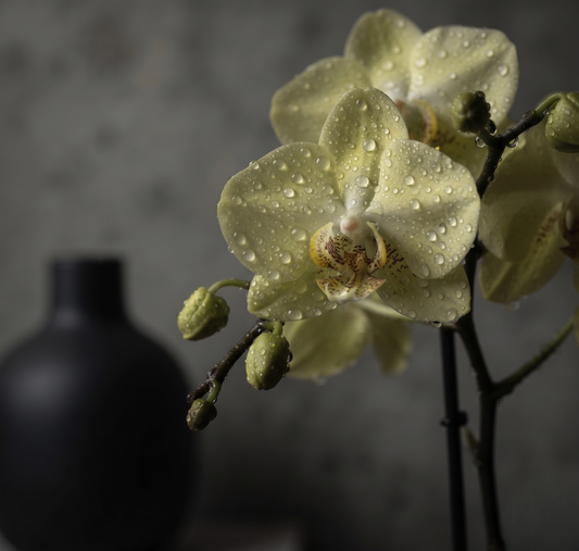 Phal Younghome Walle