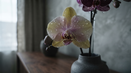 Phal JC Stars Shining