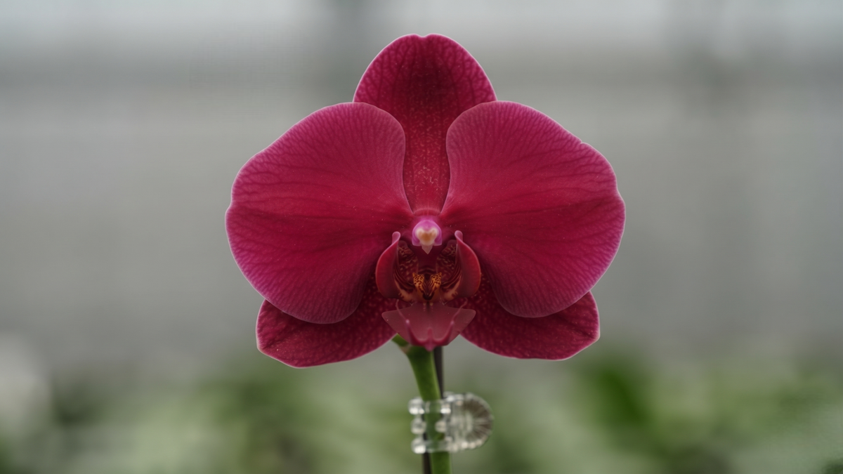 Phal. Younghome Red Angel