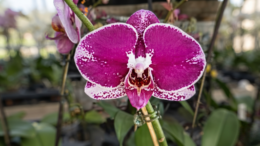 Phal Fuller Pretty Girl