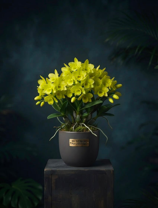 Cattleya Rth nell hammer pure green yellow