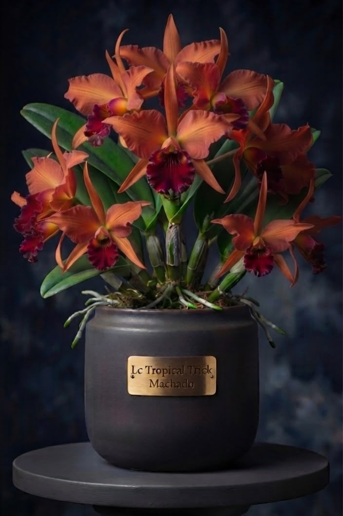 LC tropical trick machado