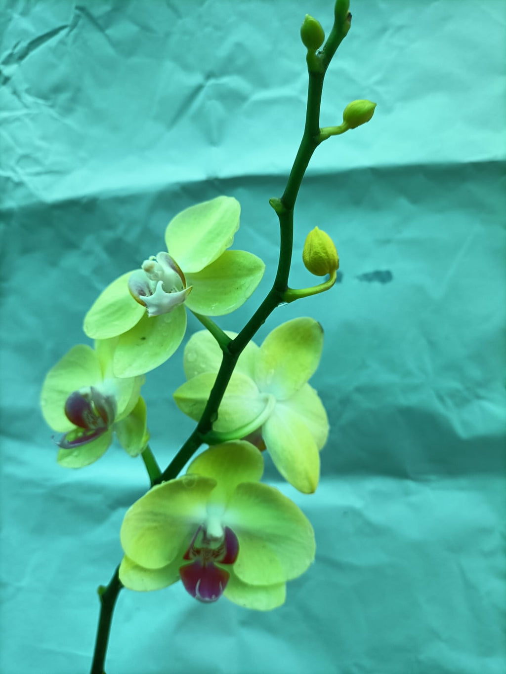 Phanaelopsis(Miraflore)