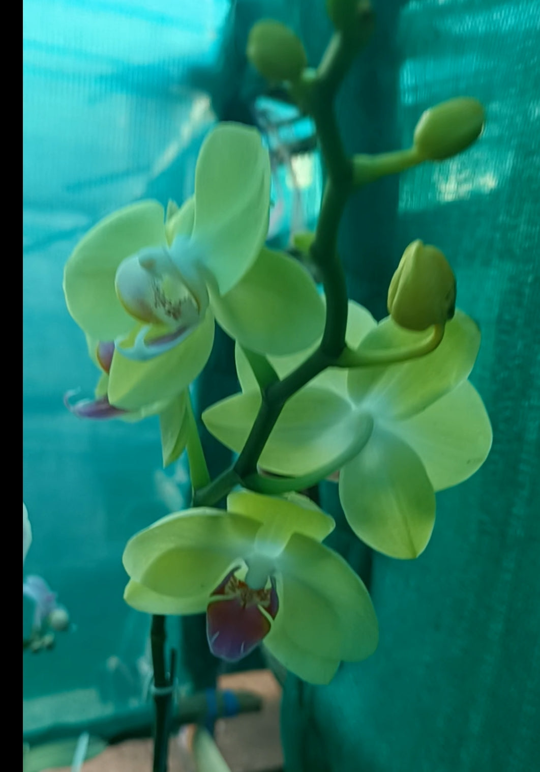 Phanaelopsis(Miraflore)